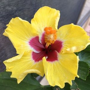 Meet your Posher, Rhiannon